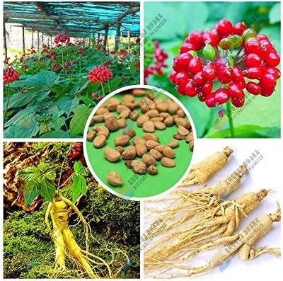 Picture of Original Korean Ginseng 3 pcs Chinese Hardy Panax Ginseng Korea Bonsai King Herbs High-nutrition Vegetable Seeds