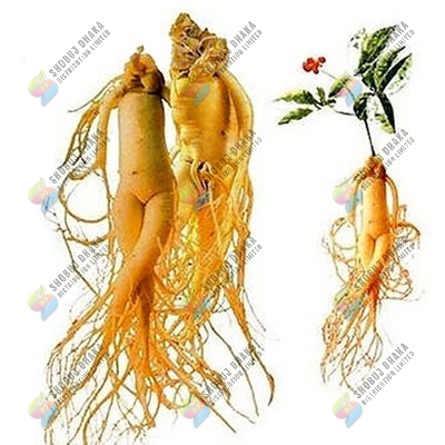 Picture of Original Korean Ginseng 3 pcs Chinese Hardy Panax Ginseng Korea Bonsai King Herbs High-nutrition Vegetable Seeds