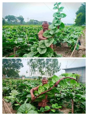 Picture of Deshi Lal Puishak Mota Doga 5gm PACK