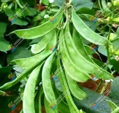 Picture of NPKS Fertilizer loose pack 100gm