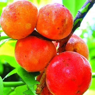 Picture of Deshi Bilati Gab Fruit Seeds 5 pc