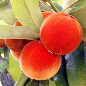 Picture of Deshi Bilati Gab Fruit Seeds 5 pc