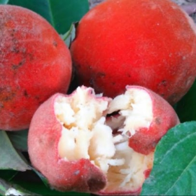 Picture of Deshi Bilati Gab Fruit Seeds 5 pc