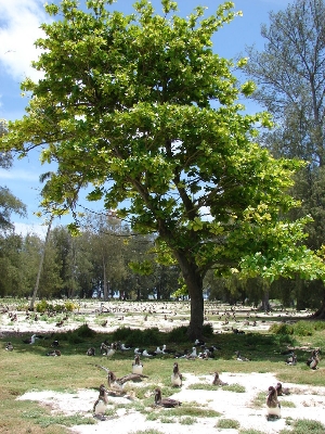 Picture of Kath Badam Seeds (Almond Seeds) 30 pcs