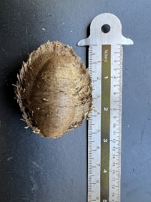 Picture of Kath Badam Seeds (Almond Seeds) 30 pcs