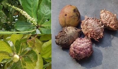 Picture of Kath Badam Seeds (Almond Seeds) 30 pcs