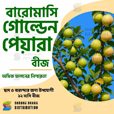 Picture of Thai Super Golden 8 Guava Seeds 10pcs