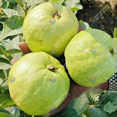 Picture of Thai Super Golden 8 Guava Seeds 10pcs