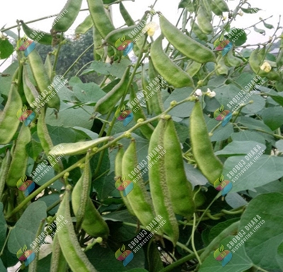 Picture of Sarpan Sim Seeds Hybrid 5gm Pack