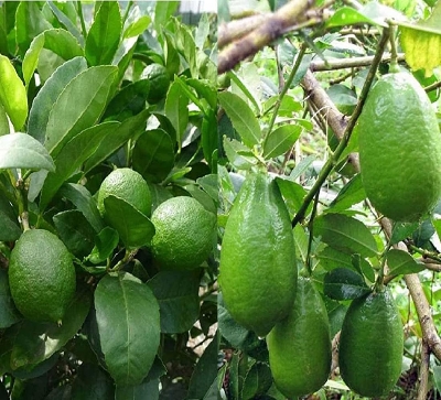 Picture of Hybrid Gandharaj Lemon Seeds 5pc