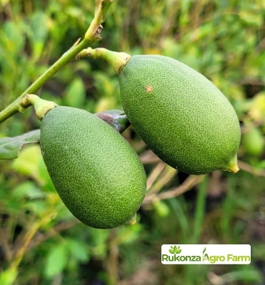 Picture of Hybrid Gandharaj Lemon Seeds 5pc