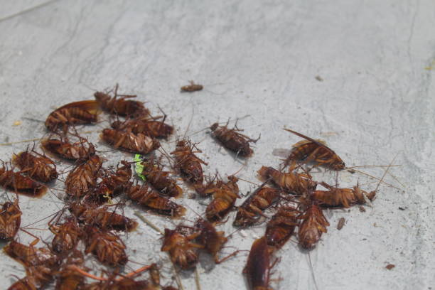 Picture of China Cockroach Killing Gel 50gm