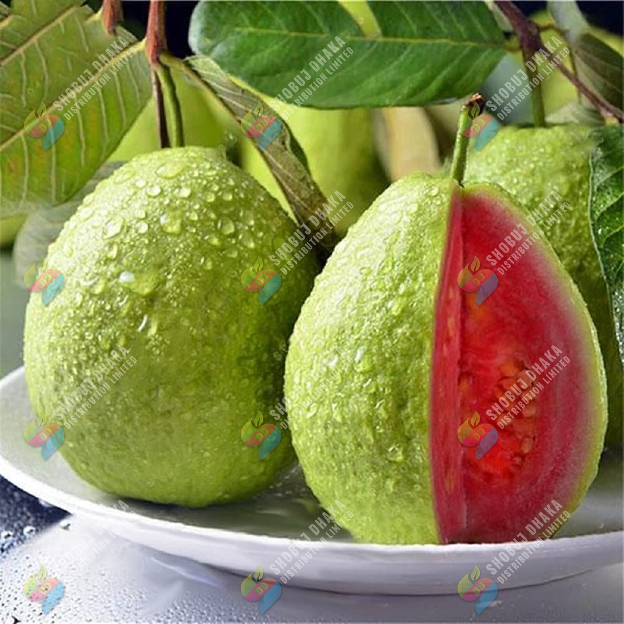Picture of Taiwan Pink Guava Rare Dwarf Variety ১০ পিস