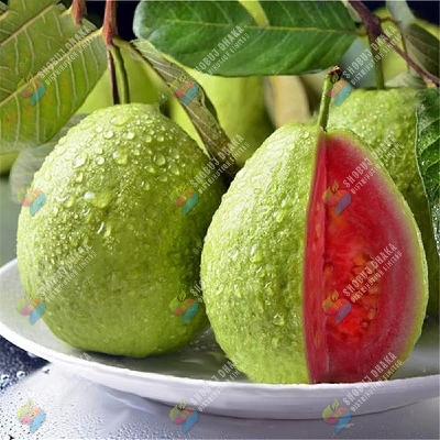 Picture of Taiwan Pink Guava Rare Dwarf Variety ১০ পিস