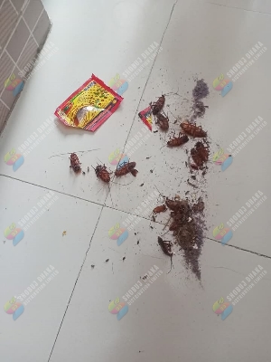 Picture of Cockroach & Flies Killing Powder 1pc ১০০% কার্যকারী
