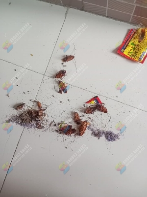 Picture of Cockroach & Flies Killing Powder 1pc ১০০% কার্যকারী