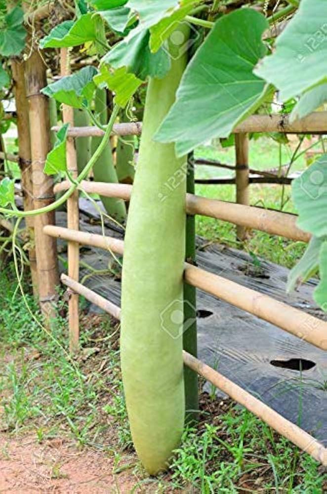 Picture of Bash Lau F1 Hybrid 5pc Seeds