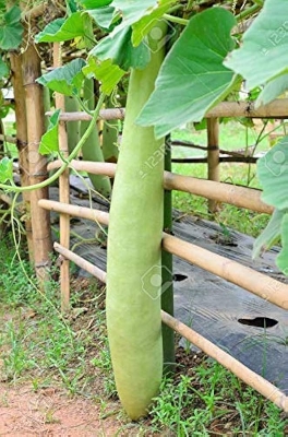 Picture of Bash Lau F1 Hybrid 5pc Seeds