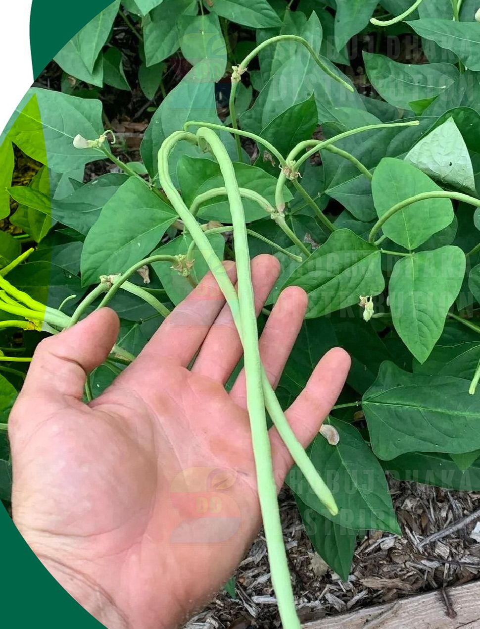 Picture of All Season Stickless Borboti Seed 2gm Pack