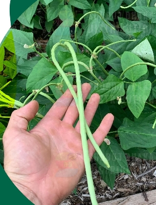 Picture of All Season Stickless Borboti Seed 2gm Pack