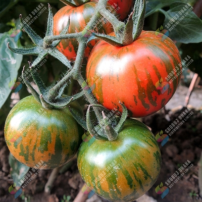 Picture of Zebra Tomato Seeds 30+ Seeds F1 Hybrid