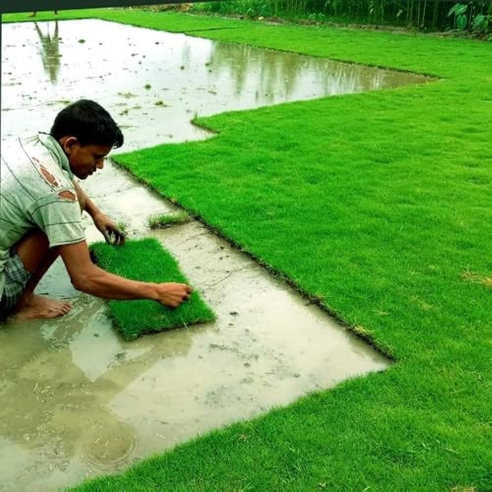 Picture of Organic Carpet Grass Seeds Imported 100 gm Pack