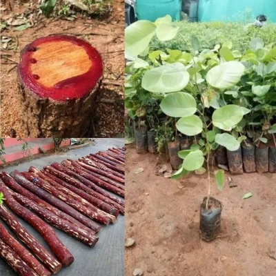 Picture of Red Sandalwood -Lal Chandan Seeds 5pc