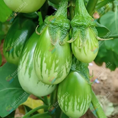 Picture of White Beauty Eggplant Hybrid Seeds All Season