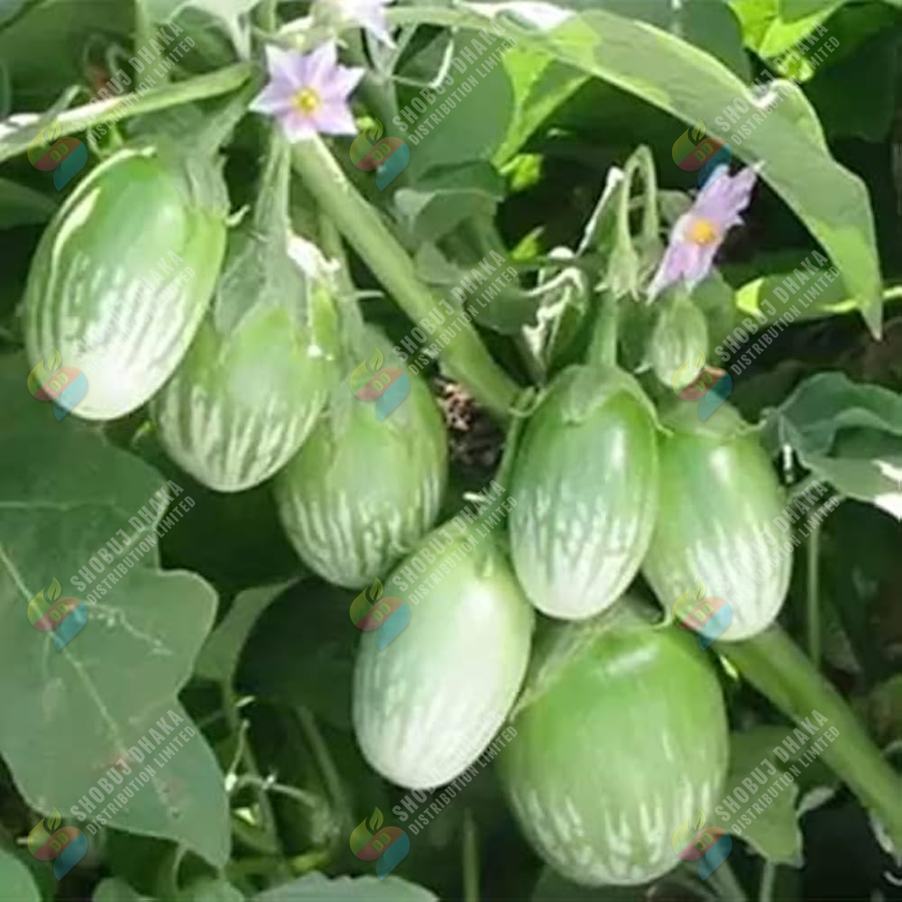 Picture of White Beauty Eggplant Hybrid Seeds All Season