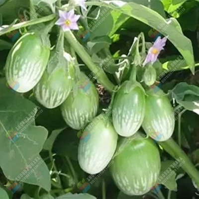 Picture of White Beauty Eggplant Hybrid Seeds All Season