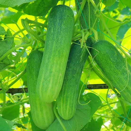 Picture of Salad Cucumber Hybrid Seeds All Season