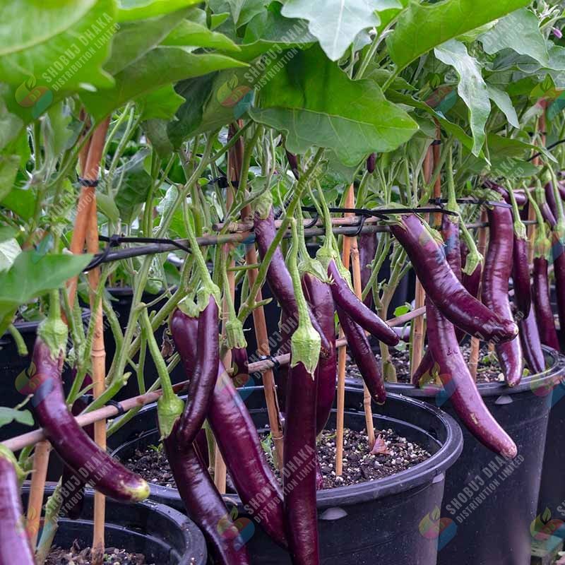 Picture of Sultan King Hybrid Brinjal Seeds