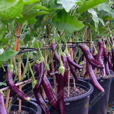 Picture of Sultan King Hybrid Brinjal Seeds