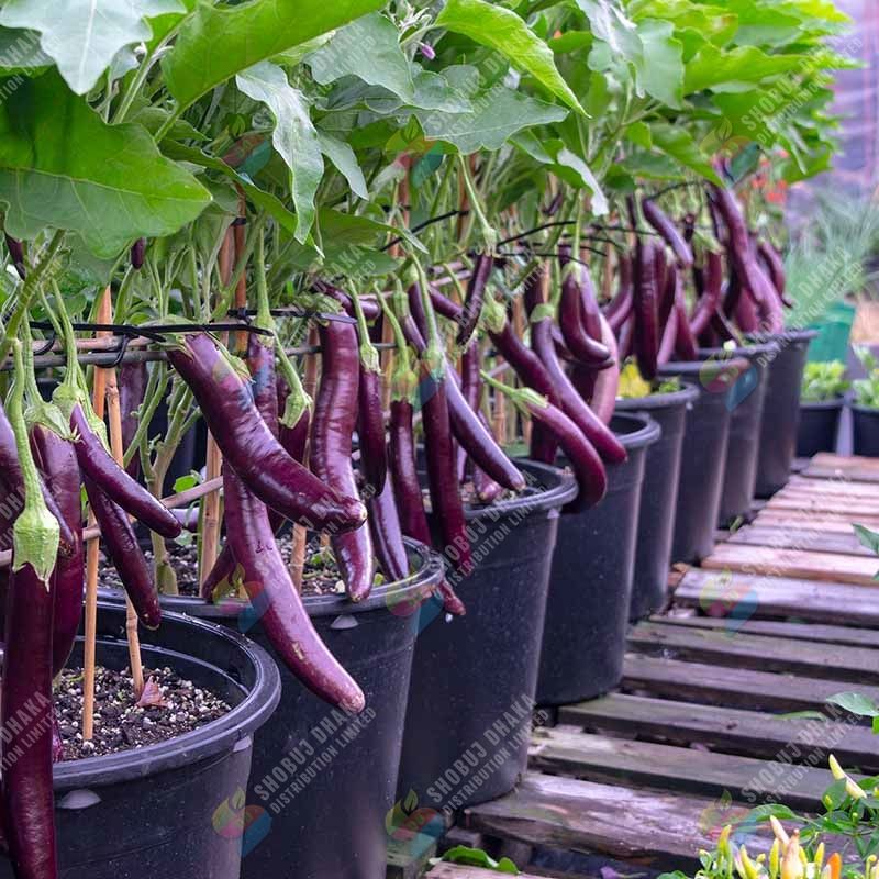 Picture of Sultan King Hybrid Brinjal Seeds