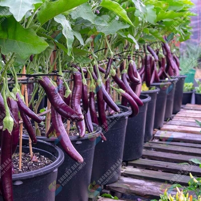 Picture of Sultan King Hybrid Brinjal Seeds