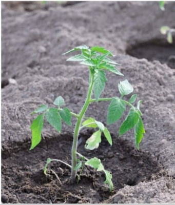 Picture of Hybrid BARI-8 Tomato Seeds Re-Pack 0.1gm Pack