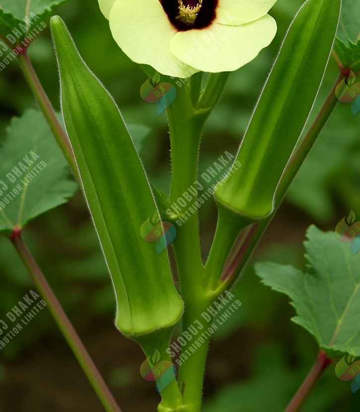 Picture of Hybrid A Grade Dherosh Seeds Imported Re-Pack 10pcs