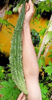 Picture of 【9.9 Deal】 Top Selling 6 Type Deshi Vegetable seeds Combo Offer