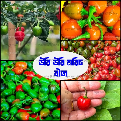 Picture of Hybrid Uri Uri Chili Seeds 5 pcs