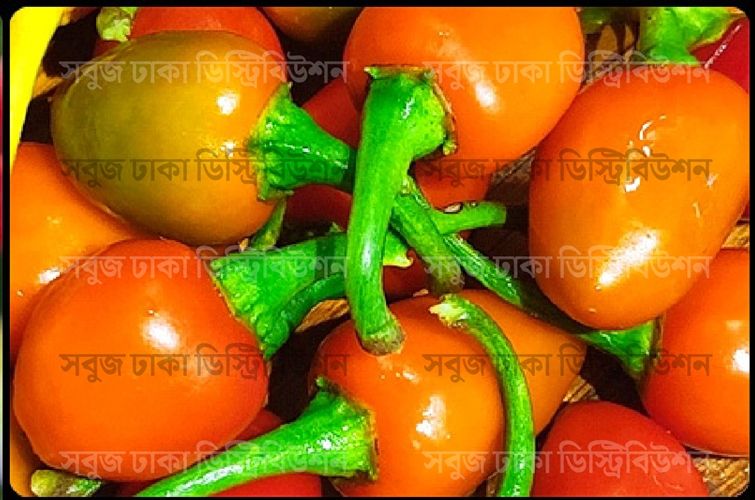 Picture of Hybrid Uri Uri Chili Seeds 5 pcs