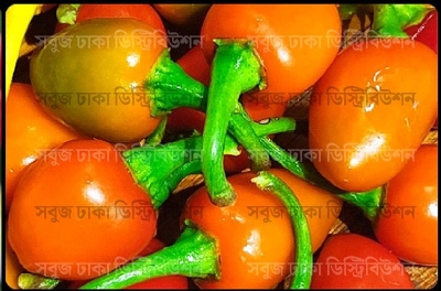 Picture of Hybrid Uri Uri Chili Seeds 5 pcs