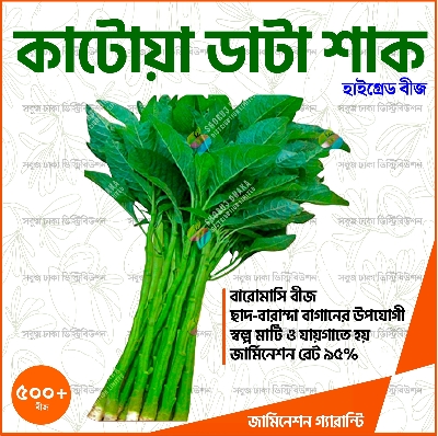 Picture of Green Katoa Data Shak Seeds 500+