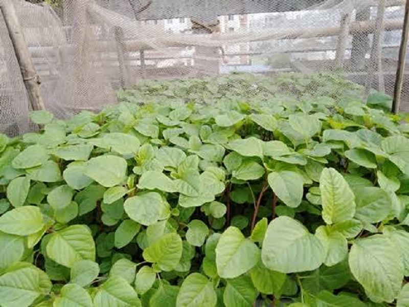 Picture of Green Katoa Data Shak Seeds 500+