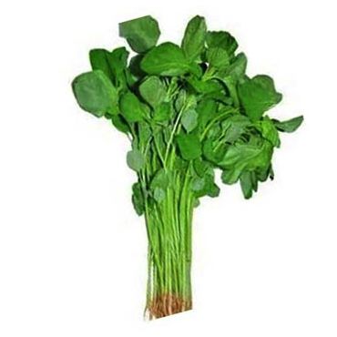 Picture of Green Katoa Data Shak Seeds 500+