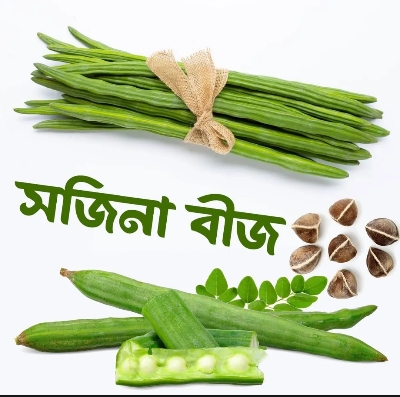 Picture of PKM1 Moringa (sajna) Seeds All Season 3 pcs