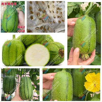 Picture of Variegated sponge gourd 10pc Seeds