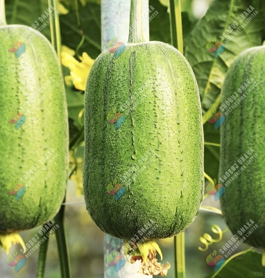 Picture of Variegated sponge gourd 10pc Seeds