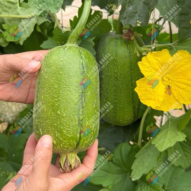 Picture of Variegated sponge gourd 10pc Seeds