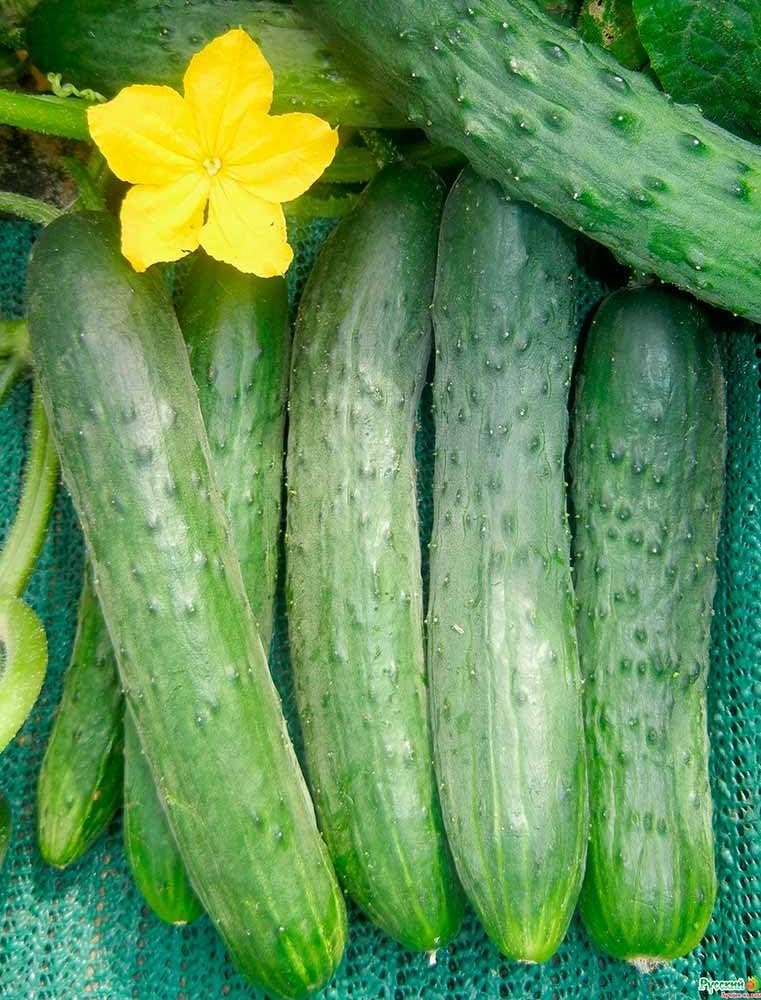 Picture of Hybrid Cucumber Seeds (Sosha) 10pc