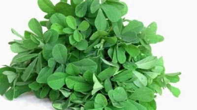 Picture of Methi Shak Seeds 2gm